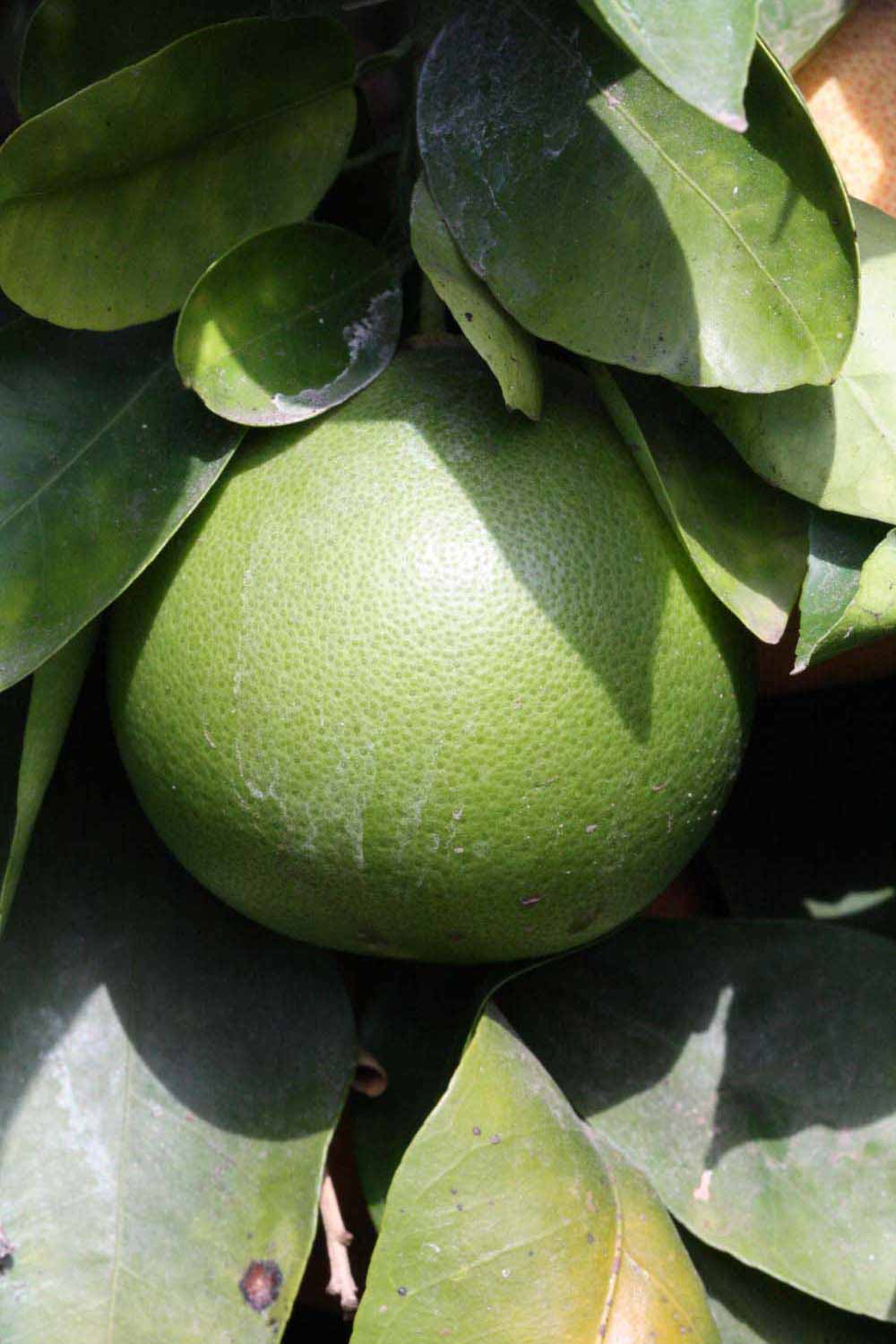            Immature fruit (Riverside, CA)   